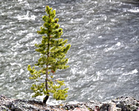 Tree at River Yellowstone National Park