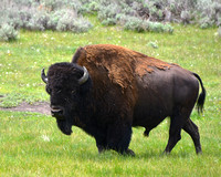 Male Bison Yellowstone National Park