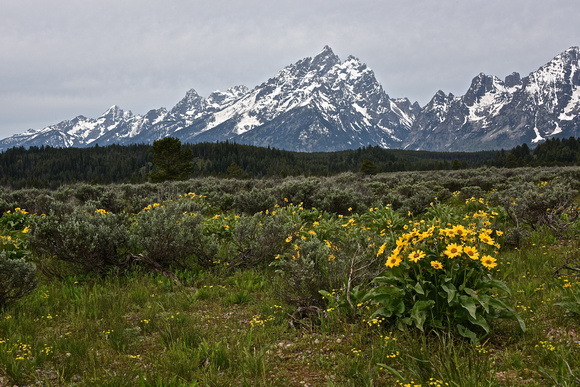 Flowers, Sage, Forest and Tetons