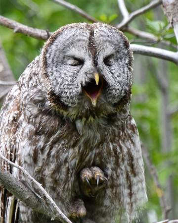 Nap Time - Great Gray Owl