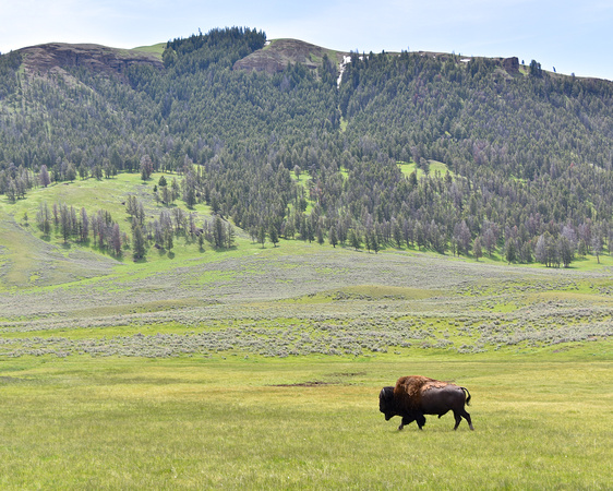 Lone Male Bison Scenic View Yellowstone National Park