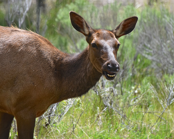 Female Elk Yellowstone National Park