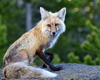 Female Red Fox