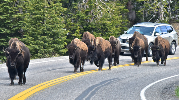 Buffalo Jam Yellowstone National Park