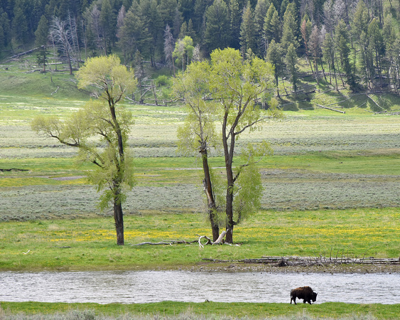 Landscape Yellowstone National Park