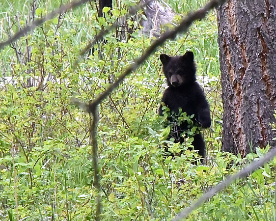 Black Bear Cub Yellowstone National Park
