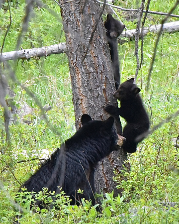 Mother Black Bear and Cubs Yellowstone National Park