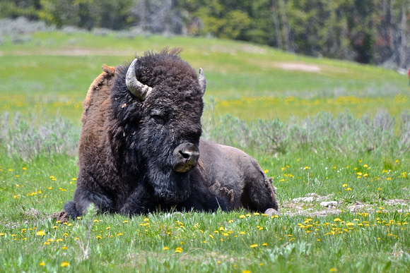 Male Bison Reclining Yellowstone National Park