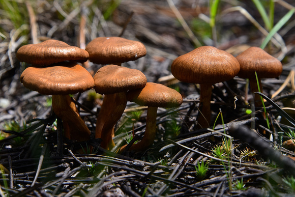 Mushroom Yellowstone National Park