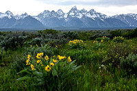 Flowers, Sage and Tetons