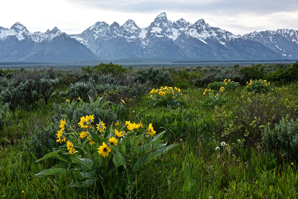 Flowers, Sage and Tetons