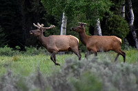 2 Male Elk