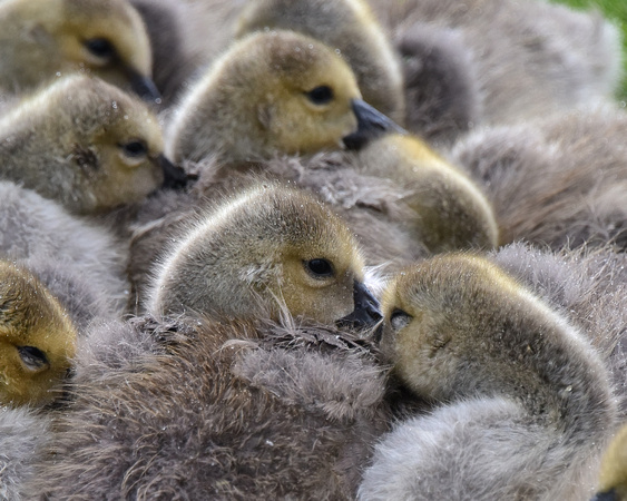 Canada Goose Chicks