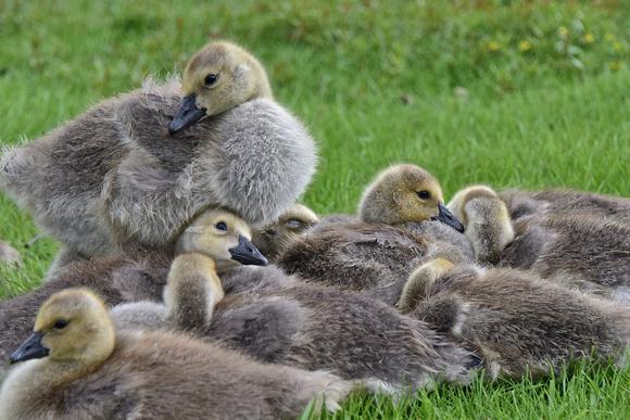 King of the Hill - Canada Goose chicks