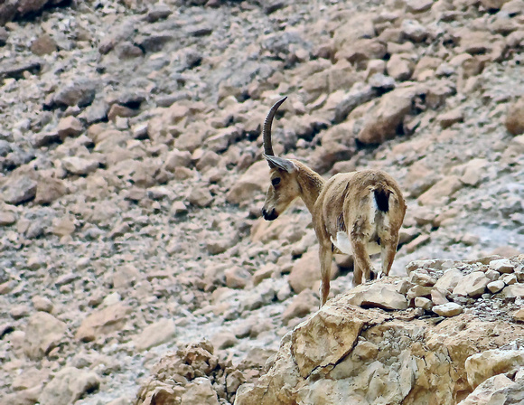 Masada Wildlife