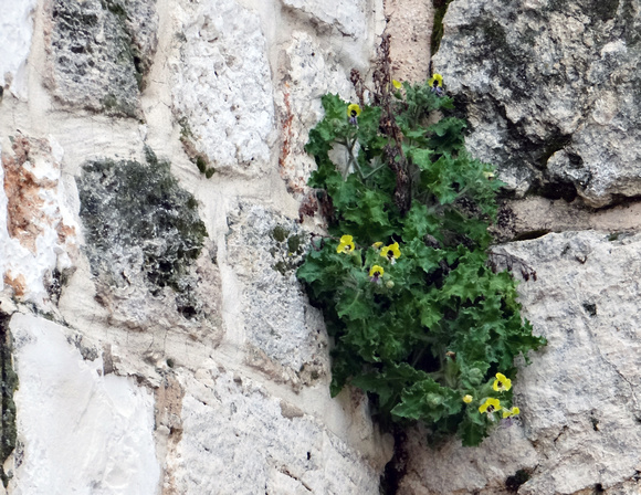 Plant in Wall
