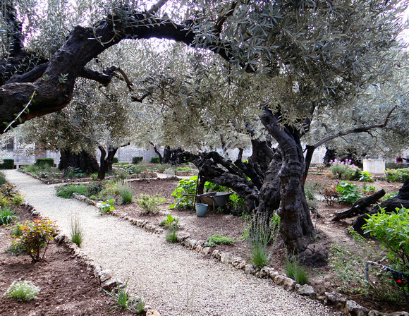 Garden of Gethsemane Jerusalem Israel