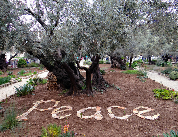 Garden of Gethsemane Jerusalem Israel